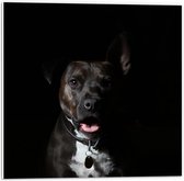 Forex - Hond in het Donker - 50x50cm Foto op Forex
