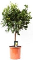 Citrus Mandarijn