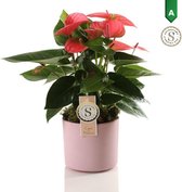 Anthurium Pink in Bari Keramiek Pink