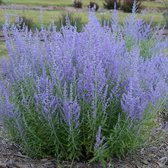 12 x Perovskia Blue Spire - Reuzenlavendel in C3 pot met hoogte 20-40cm