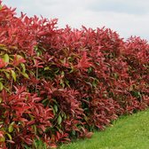 4 x Photinia Fraseri 'Red Robin'- Glansmispel in C2 pot met hoogte 20-40cm