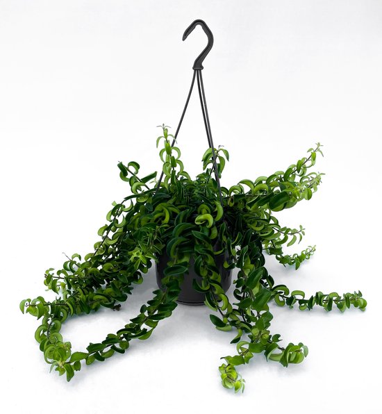 Plante Suspendue Aeschynanthus 'Twister' - Pot 15 Cm, Vrilles Vertes Frisées, Plante Rouge à Lèvres