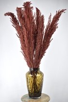 Pampas pluimen |Bruin | 7 stuks | Cortaderia | 90 - 100cm | Natuurlijk Bloemen