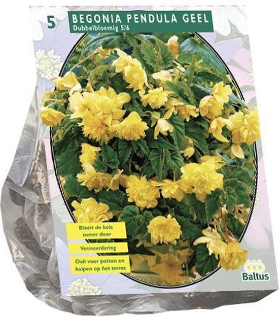 Begonia Pendula, Geel per 5 verpakt | Baltus Bloembollen | Zomerbloeier | Pluktuin