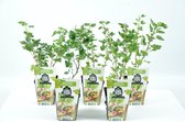 Mini Fruitplanten - set van 5 stuks Ribes uva-crispa Hinnonmaeki Grön (Groene Kruisbes) - hoogte 30-40 cm