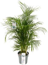 Grote Arecapalm kamerplant (Goudpalm) | Areca Dypsis Lutescens|Kamerplant in pot |  ↕ Hoogte 150cm | Ø27cm