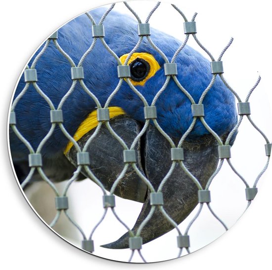 Forex Wandcirkel - Blauwe Papagaai in Kooi - Foto op Wandcirkel (met ophangsysteem)