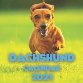 Dachshund Calendar 2021