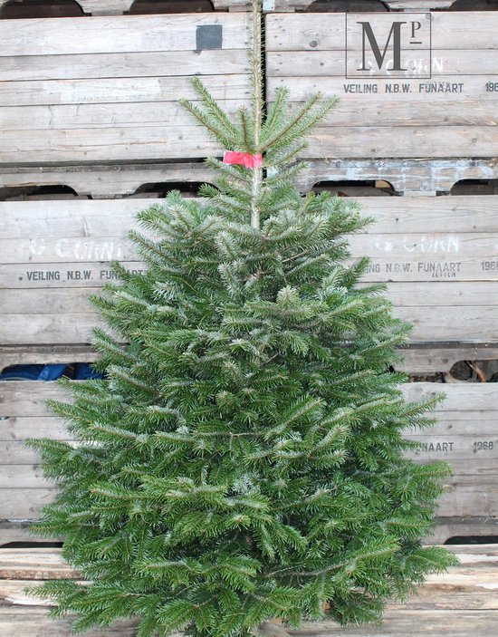 Echte Kerstboom Nordmann ACTIE Premium Quality 190cm