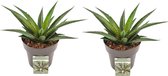 Cactussen van Botanicly – 2 × Mangave Pineapple Express – Hoogte: 15 cm