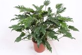 Kamerplant van Botanicly – Roze prinses – Hoogte: 75 cm – Philodendron Xanadu