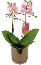 Orchidee van Botanicly – Orchidee in gouden keramiek pot 'Julia' als set – Hoogte: 50 cm, 2 takken – Phalaenopsis Multiflora Amaglad