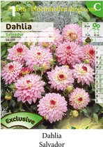 3 knollen DECORATIEF BORDER DAHLIA GALLERY SALVA