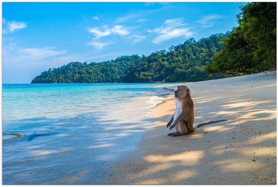 Poster – Schattig Aapje op het Strand in Thailand - 90x60cm Foto op Posterpapier