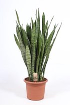 Kamerplant van Botanicly – Vrouwentongen – Hoogte: 100 cm – Sansevieria Zeylanica