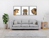 Poster Set 3 Safari Leeuw Tijger Leeuwin Brul  - 70x50cm - Safari Jungle Dieren - Muurdecoratie