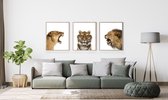 Poster Set 3 Safari Leeuw Tijger Leeuwin Brul  - 80x60cm - Safari Jungle Dieren - Muurdecoratie