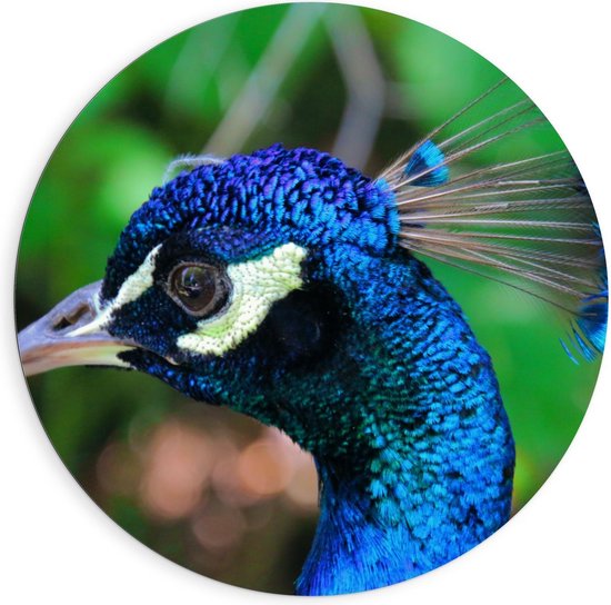 Dibond Wandcirkel - Vogel met Mooie Blauwe Veren - Foto op Aluminium Wandcirkel (met ophangsysteem)