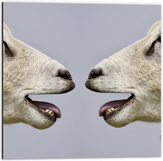 Dibond - Twee Schapen Lachend Naar Elkaar - 50x50cm Foto op Aluminium (Met Ophangsysteem)