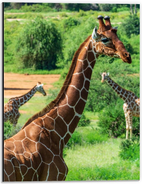 Dibond - Giraffe met Lange Nek - 30x40cm Foto op Aluminium (Wanddecoratie van metaal)
