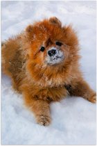 Poster – Pup in de Sneeuw aankijkend - 40x60cm Foto op Posterpapier