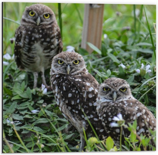 Dibond - Uilen in de Bossen - 50x50cm Foto op Aluminium (Wanddecoratie van metaal)