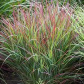 25 x Panicum virgatum Shenandoah - Vingergras in 9x9cm pot met hoogte 5-10cm