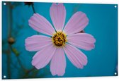 Tuinposter – Roze fleurige Bloem - 120x80cm Foto op Tuinposter  (wanddecoratie voor buiten en binnen)