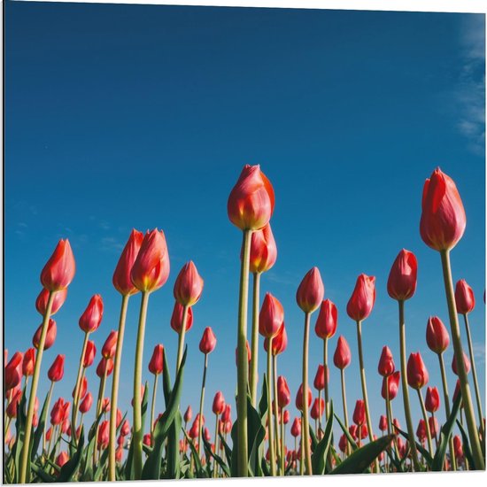 Dibond - Roze Tulpen in het Veld - 80x80cm Foto op Aluminium (Met Ophangsysteem)