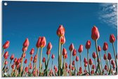 Tuinposter – Roze Tulpen in het Veld - 90x60cm Foto op Tuinposter  (wanddecoratie voor buiten en binnen)