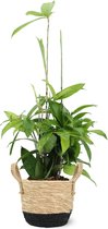 We Love Plants - Dracaena Surculosa + Mand Mirjam - 60 cm hoog - Drakenbloedboom