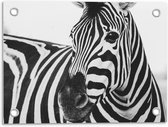 Tuinposter – Zebra Hoofd (zwart/wit) - 40x30cm Foto op Tuinposter  (wanddecoratie voor buiten en binnen)