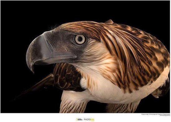 Komar Philippine Eagle Kunstdruk