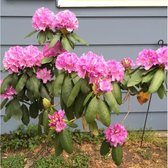 Rhododendron Roseum elegans Totaalhoogte 40-60 cm