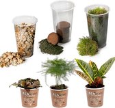 Ecoworld Ecosysteem plant Tropical DIY Set - Mini Terrarium Planten - 3 Kamerplanten - Substraat - Grond - Mos