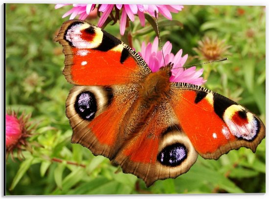 Dibond - Oranje Vlinder om Roze Bloem - 40x30cm Foto op Aluminium (Wanddecoratie van metaal)