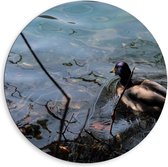 Dibond Wandcirkel - Eend in het Water - 80x80cm Foto op Aluminium Wandcirkel (met ophangsysteem)