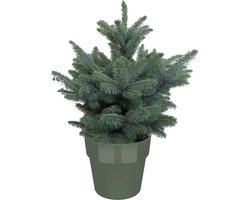 Picea Super Blue in ELHO b.for bladgroen - Hoogte 50cm Potmaat 30 - Bektas Plants