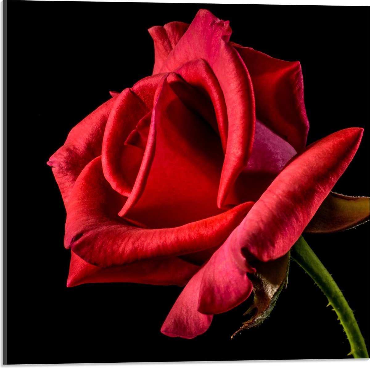 Plexiglas - Blackfoto van Rode Roos - 50x50cm Foto op Plexiglas (Wanddecoratie op Plexiglas)