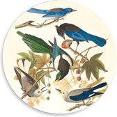 Forex Wandcirkel - Blauwe met Grijze vogels op Takjes getekend - 50x50cm Foto op Wandcirkel (met ophangsysteem)