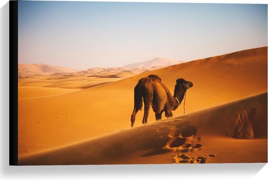 Canvas  - Dromedaris in de Woestijn - 60x40cm Foto op Canvas Schilderij (Wanddecoratie op Canvas)