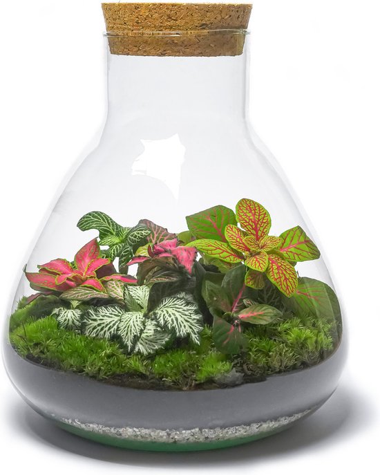 Erlenmeyer - Kleurrijk Fittonia Terrarium - H26.5 B22.5 cm