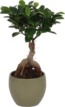 Ficus Ginseng - ± 30cm hoog – 12 cm diameter - in groene pot