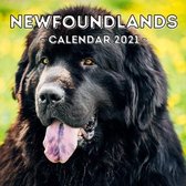 Newfoundlands