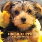 Yorkie Puppies Calendar 2021