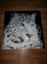 Glasschilderij  panter 30x30 cm