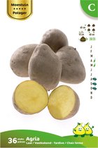 36 x plant aardappel AGRIA - solanum tuberosum - plantaardappel - pootaardappel