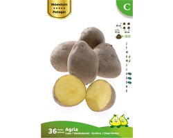 36 x plant aardappel AGRIA - solanum tuberosum - plantaardappel - pootaardappel