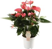 Fleurdirect - Anthurium - 50 Cm - Ø 14 - 1 Stuks