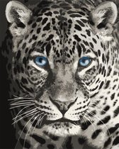 Painting by numbers kit. F012 Blue eyed leopard 40*50